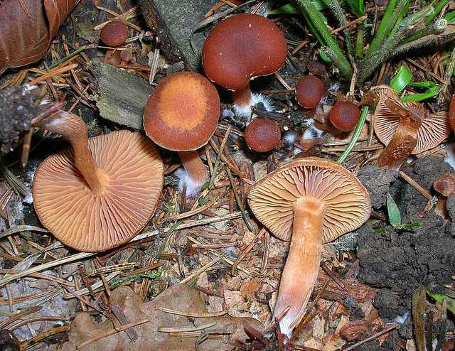 2005 :  Un anno di funghi